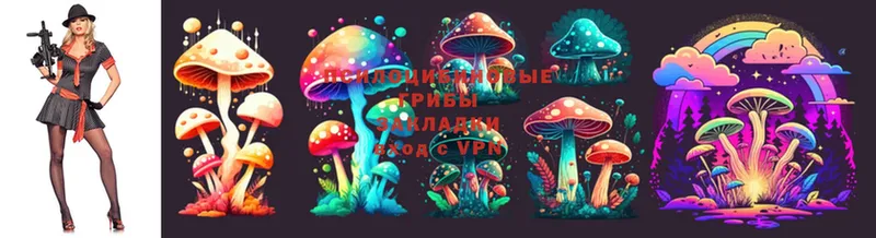 Псилоцибиновые грибы Psilocybe  сколько стоит  Болохово 